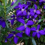 Les Volets Bleus Du Segur * Le Segur