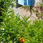 Les Volets Bleus Du Segur Holiday home Le Segur