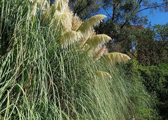 Les Volets Bleus Du Segur