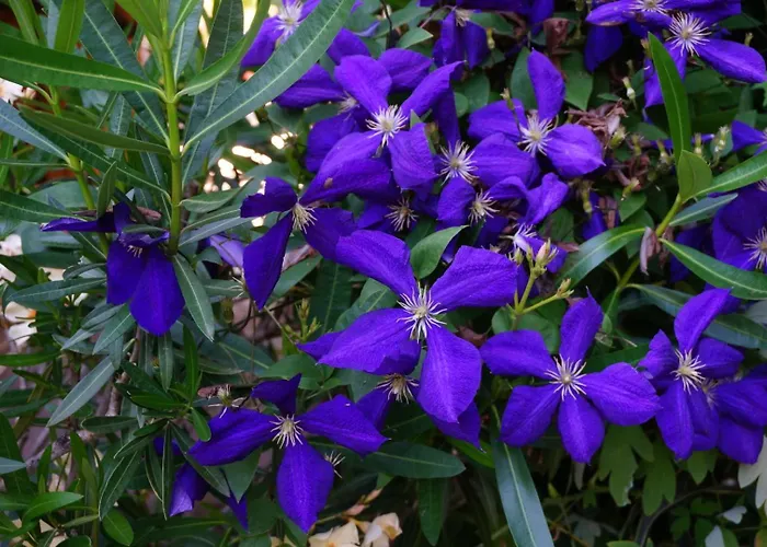 Les Volets Bleus Du Segur * Le Segur