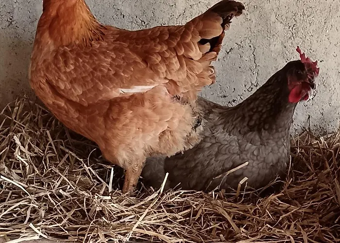 Les Volets Bleus Du Segur 펜션