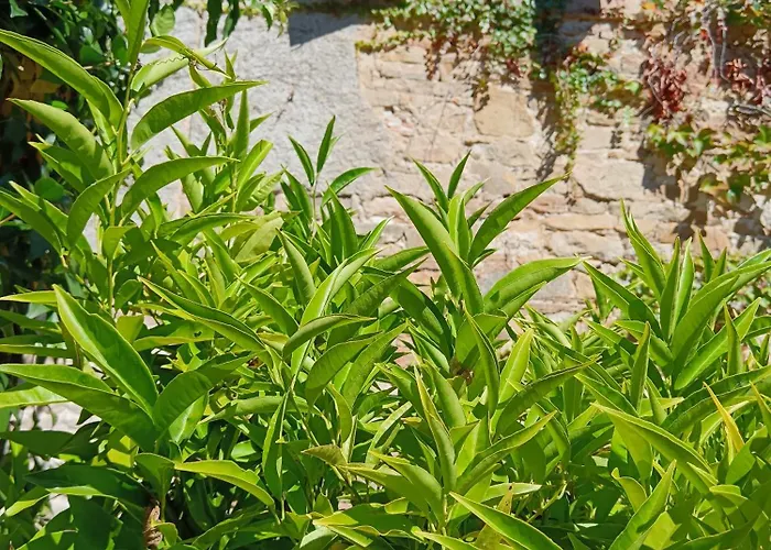 Les Volets Bleus Du Segur 펜션 Le Segur