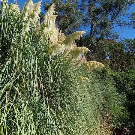 Les Volets Bleus Du Segur