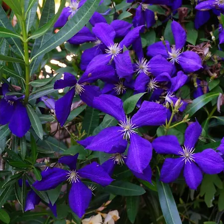 Les Volets Bleus Du Segur * Le Segur