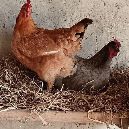 Les Volets Bleus Du Segur Nyaraló